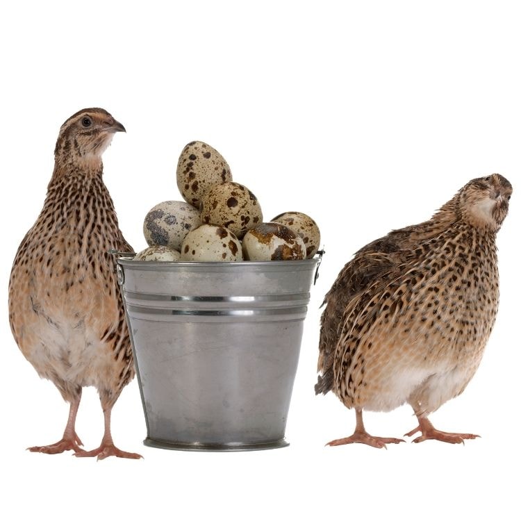 Quail eggs