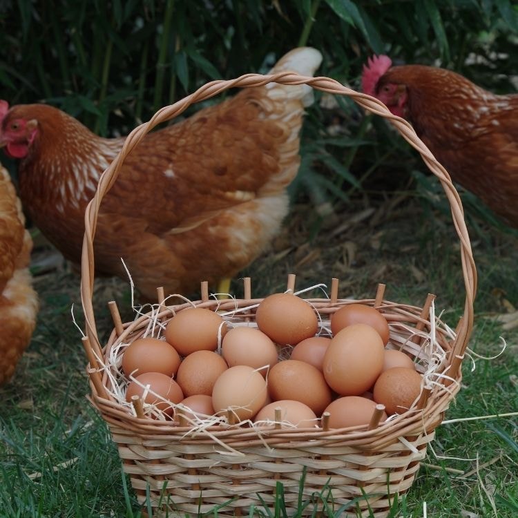 Chicken eggs