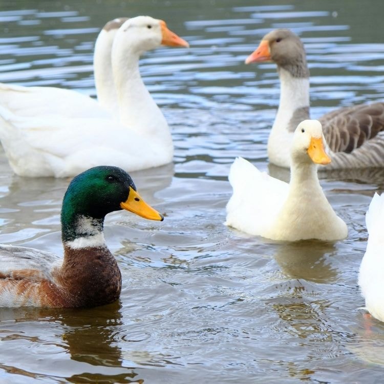 Duck eggs